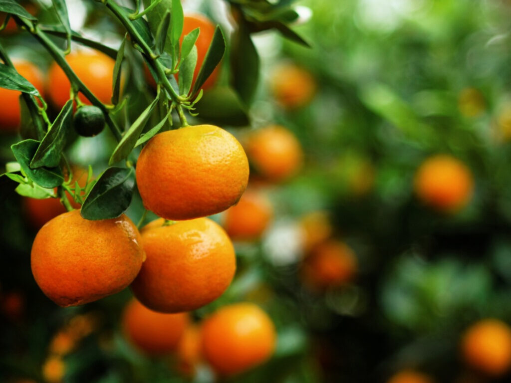 خواص نارنگی در طب سنتی