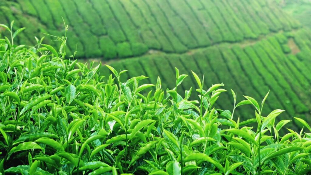 مصرف چای در طب سنتی